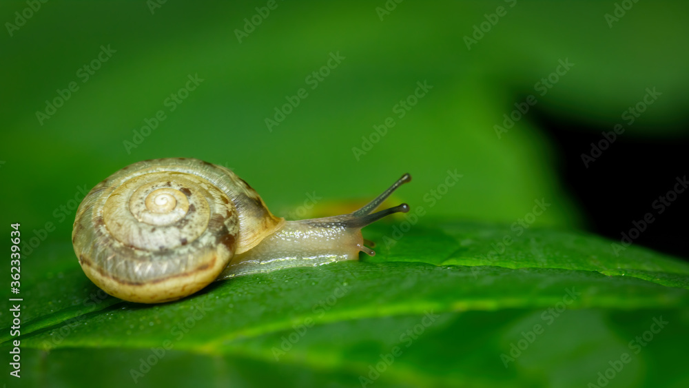 schnecke, schale, natur, tier, blatt, green, bedächtig, garden, makro,