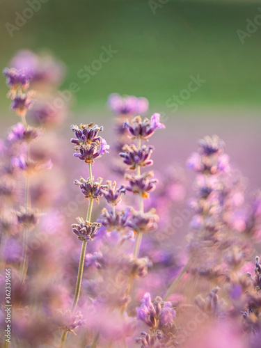 Flowering lavender. Lavender close-up. Field of lavender. Selective focus