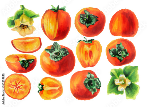 Set of persimmons whole and with slices and flowers. Watercolor collection of exotic fruits isolated on a white background. Watercolor illustration of a delicious persimmon. Healthy diet.