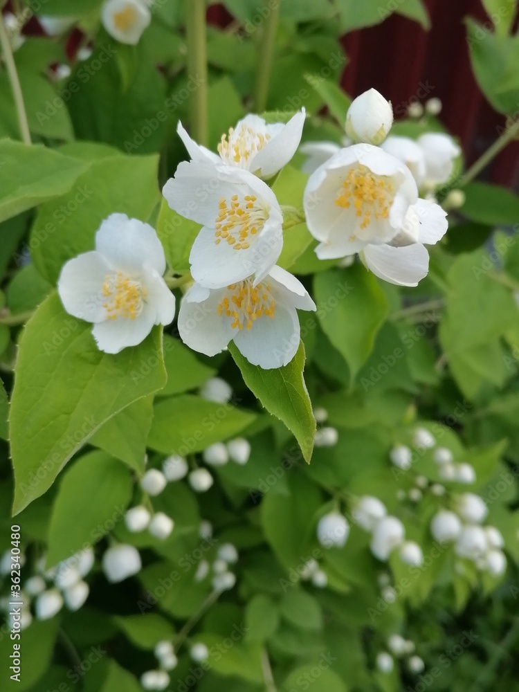 Beautiful flowers in the garden