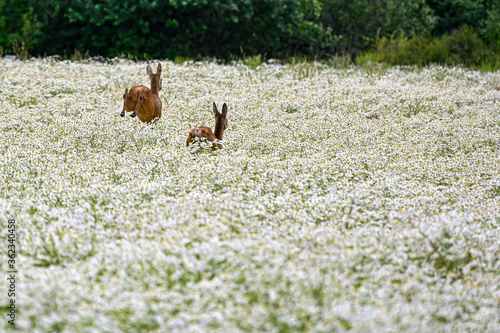 two roe deers running and jumping away over a field