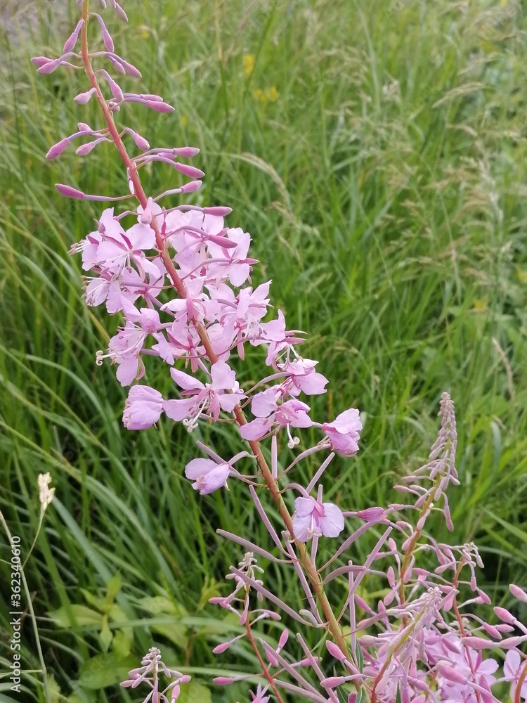 Fototapeta premium Beautiful flowers in the garden