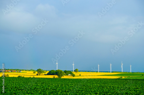 field of yellow rapeseed and wind turbines