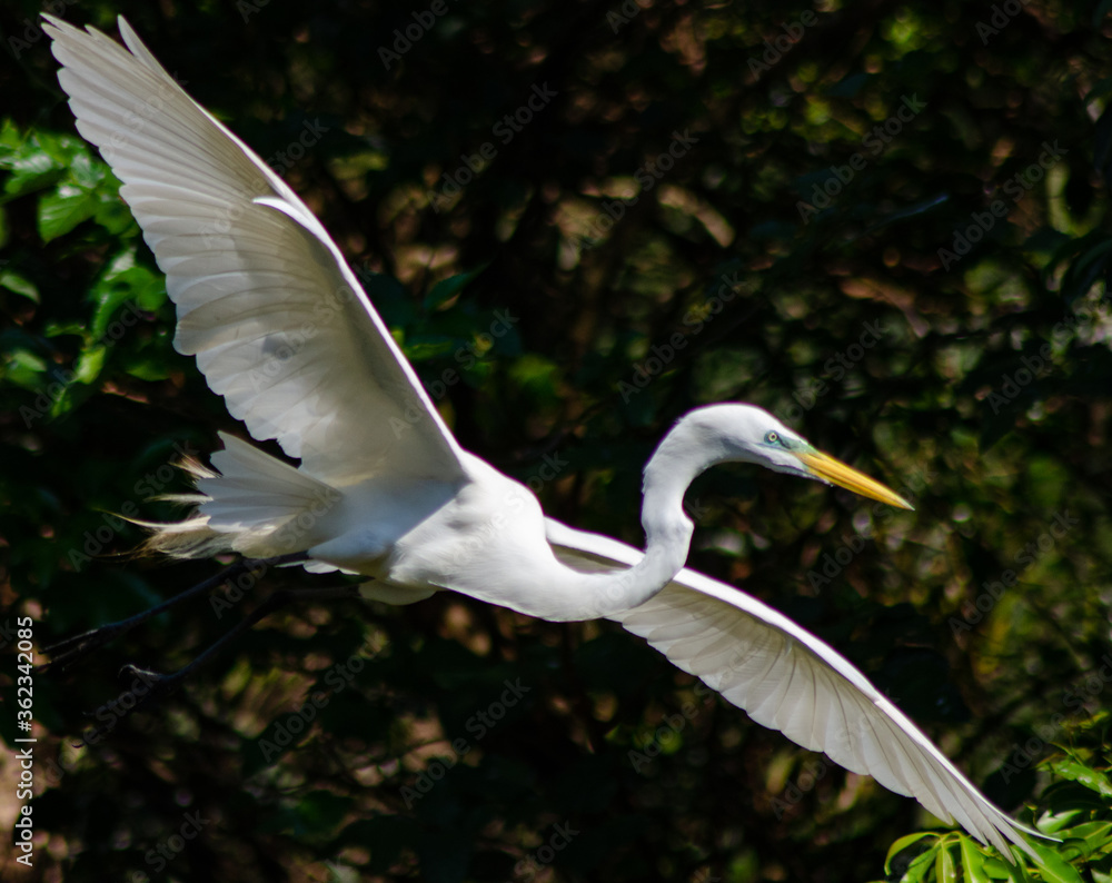 Beautiful birds on a lake in Brazil with natural light Beautiful birds on a lake in Brazil with natural light
