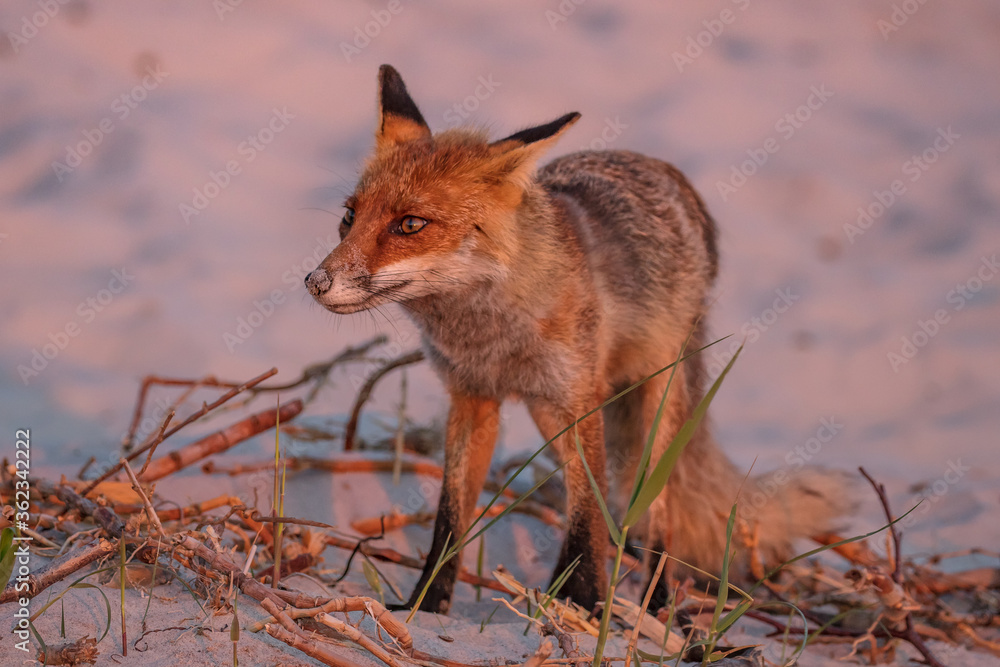 fuchs fuchs