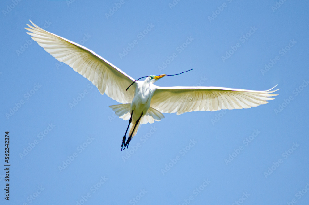 Obraz premium Beautiful birds on a lake in Brazil with natural light