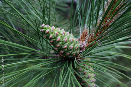 close up of a pine cone