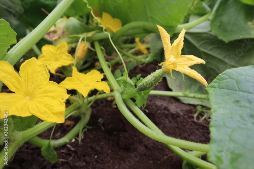 zucchini in the garden