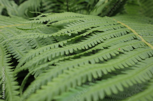 
sege green background