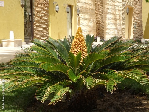 Blossomed Cycas plant in the garden photo