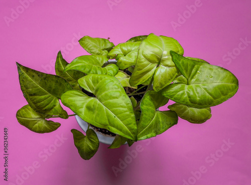 Arrowhead vine (Sygonium podophyllum) plant  on pink background. Top view, flat lay, from above. Botanical background. photo