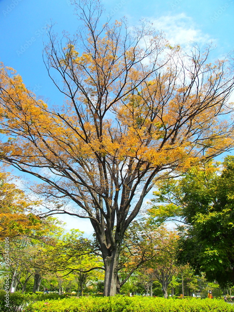 公園の芽吹きの春の欅風景