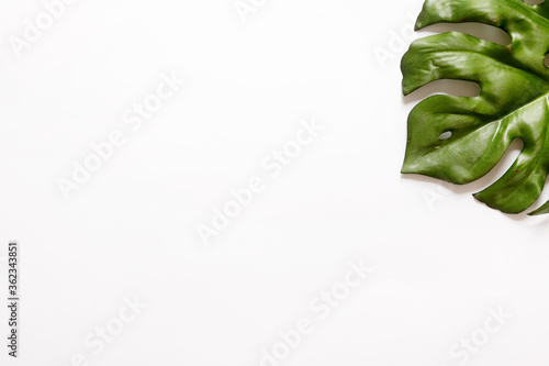 Cut out green leaf on white background with copy space.