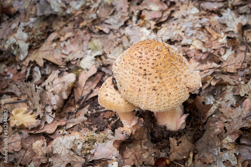 Blusher mushrooms (Amanita rubescens), Edible Mushrooms