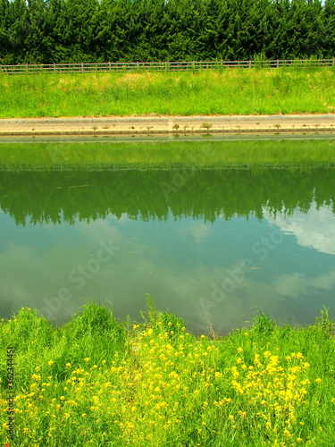 菜の花咲く春の放水路風景