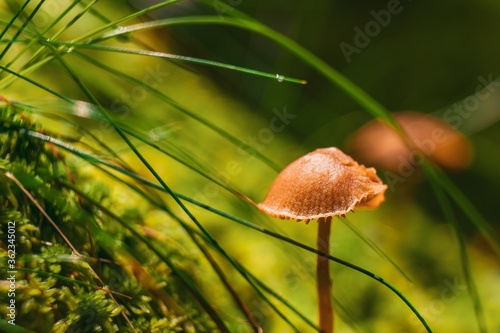 Selective focus of a Rickenella fibula on the ground covered in mosses under the sunlight photo