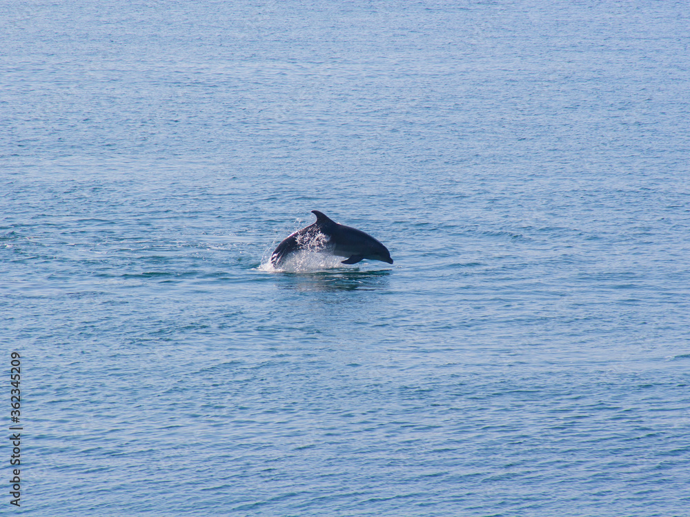 Fototapeta premium Dolphin jumping in blue water