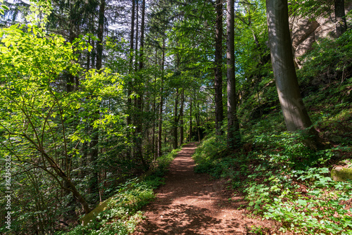 Rundweg bei der Burgruine Prandegg im M  hlviertel Ober  sterreich