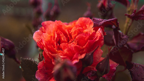 red rose flower