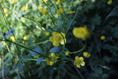 yellow flowers on a green background