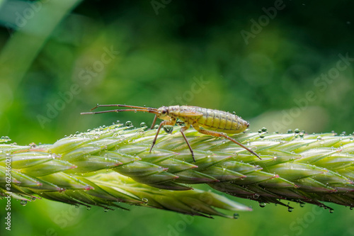 A meadow plant bug is a common grass seed pest. photo