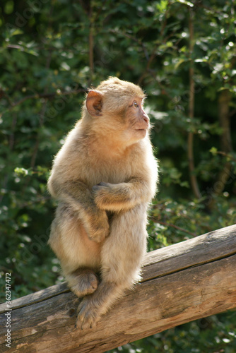 junger Affe schaut zur Seite © StrayFox