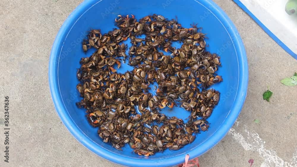 Small crabs (Kua Dong) for sale in a plastic basin. meat of small crabs