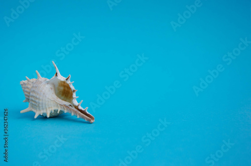 White seashell with spikes on a blue background