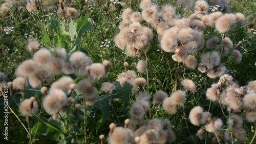 Taraxacum officinale ft0206_0646 Piscialletto Voikukka Navadni regrat photo