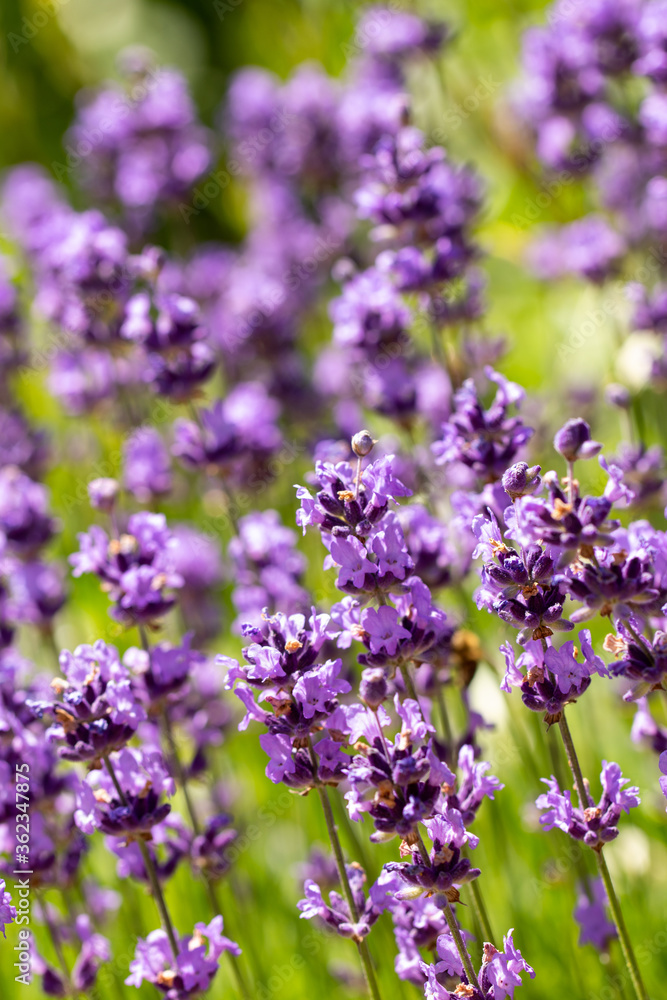 Close up shot of a stack of lavender flowers vertical shot