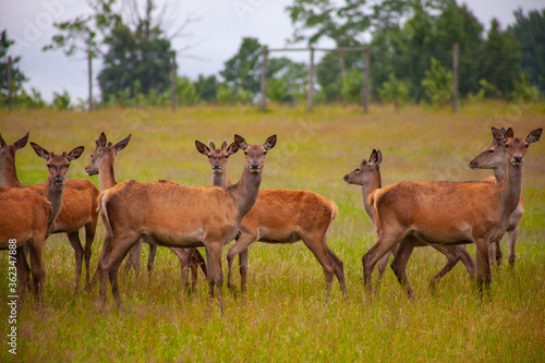 Deer graze in the meadow with their young