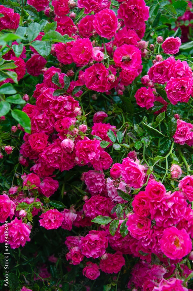 Large bush with pink roses, many small pink roses nearby
Large bush with pink roses, many small pink roses nearby