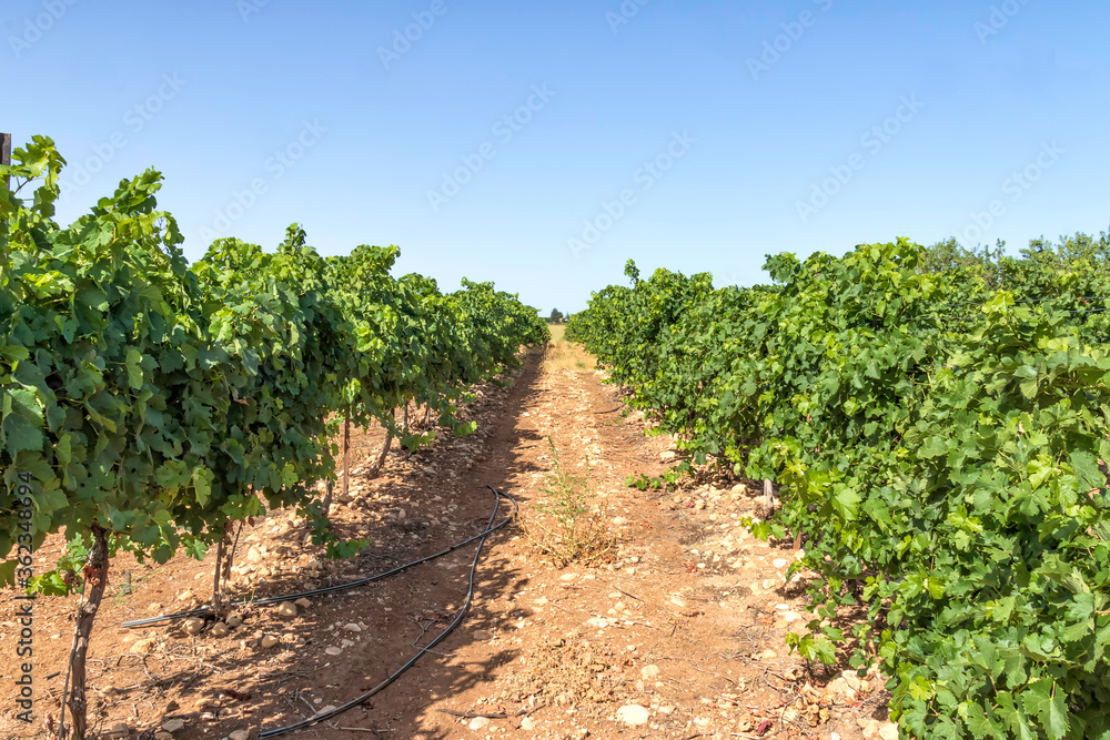 Rows of vine with unripe bunches of grapes in the vineyard