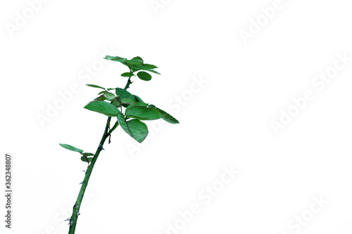 The branches and leaves of the rose on white background