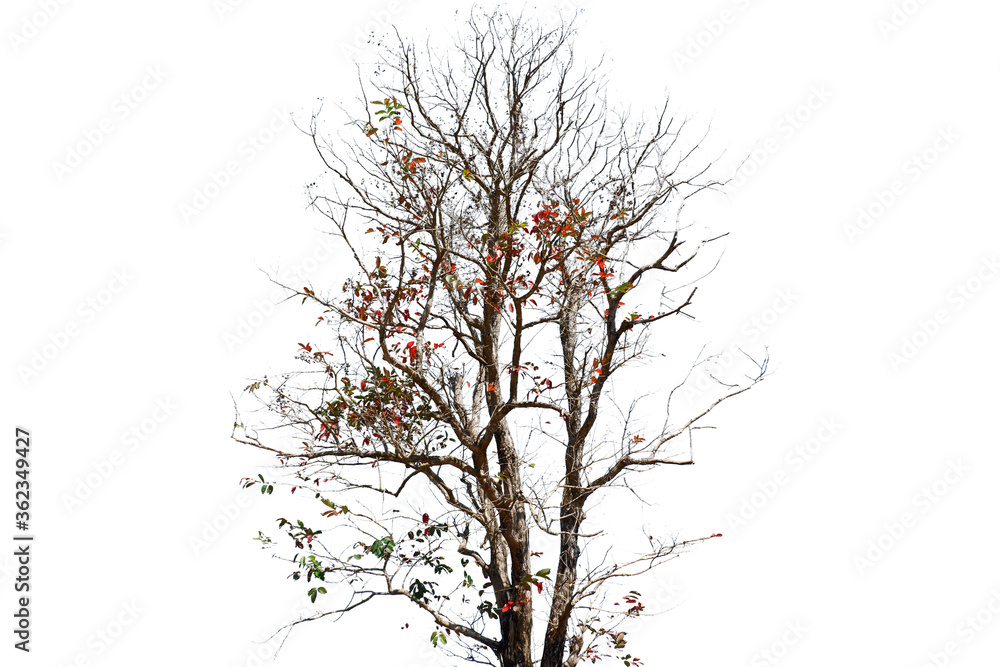 Obraz premium A tree with little leaves on a white background.