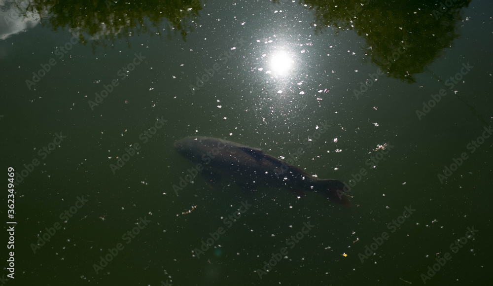 Fototapeta premium Carp under the darkened reflection on water