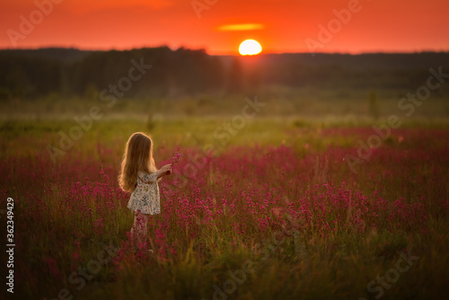 A little long-haired girl stands in a field with wild carnations and holds a pink bouquet in her hands. The sun is setting behind her. Image with selective focus.