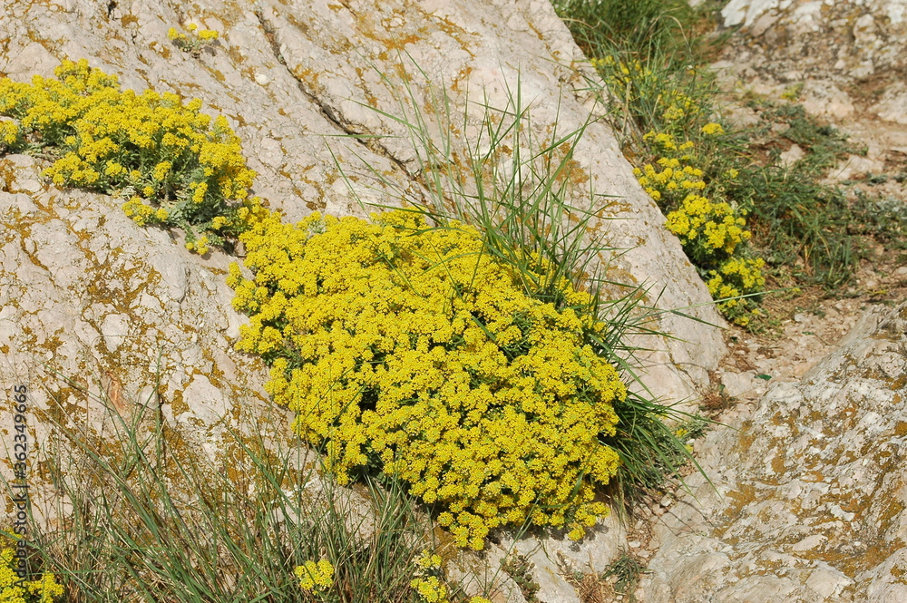 Obraz premium moss on the rocks