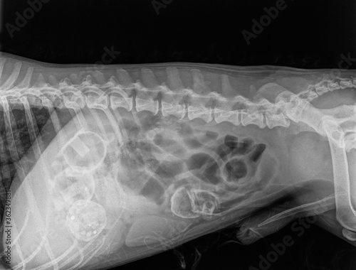 Canvas Print Digital X-ray of the abdominal cavity with four foreign bodies (corpus alienum)