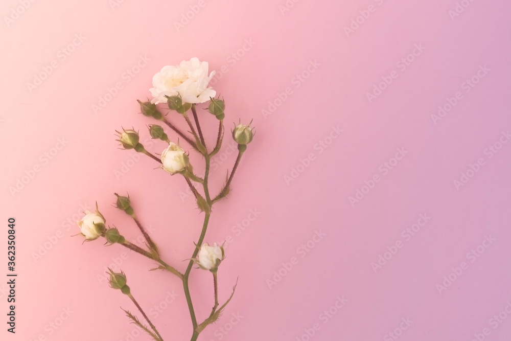 Sprigs of roses white on pink background, copy space. Minimal style flat lay. For greeting card, invitation. March 8, February 14, birthday, Valentine's, Mother's, Women's day concept.