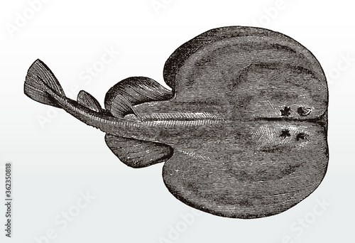 Marbled electric ray, torpedo marmorata, a nocturnal fish from the eastern Atlantic Ocean in top view after an antique illustration from the 19th century