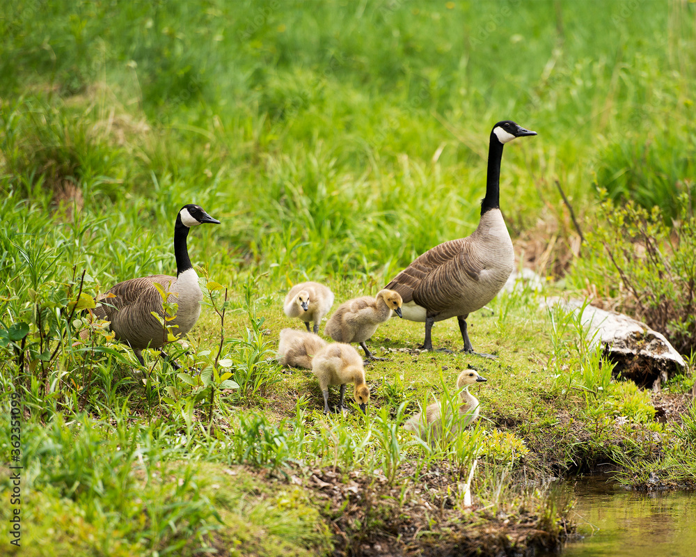 Canadian Geese Stock Photos. Image. Picture. Canadian Geese with their gosling babies displaying their bodies, wings, head, neck, beak, plumage in their environment and surrounding. Canadian Geese Stock Photos. Image. Picture. Canadian Geese with their gosling babies displaying their bodies, wings, head, neck, beak, plumage in their environment and surrounding.