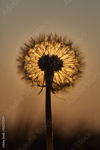 dandelion head with setting sun behind creating warm colored silhouette 