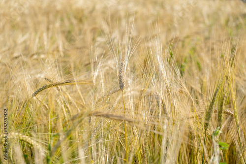 Rye ripens on the field in summer. The wind pumps ripe rye in the wind in the summer.