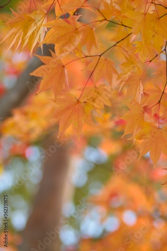 Macro background of colorful Autumn leaves in Karuizawa, Japan