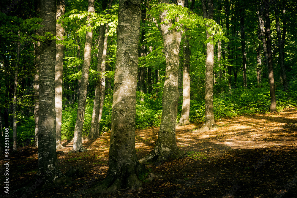 Fototapeta premium forest in spring