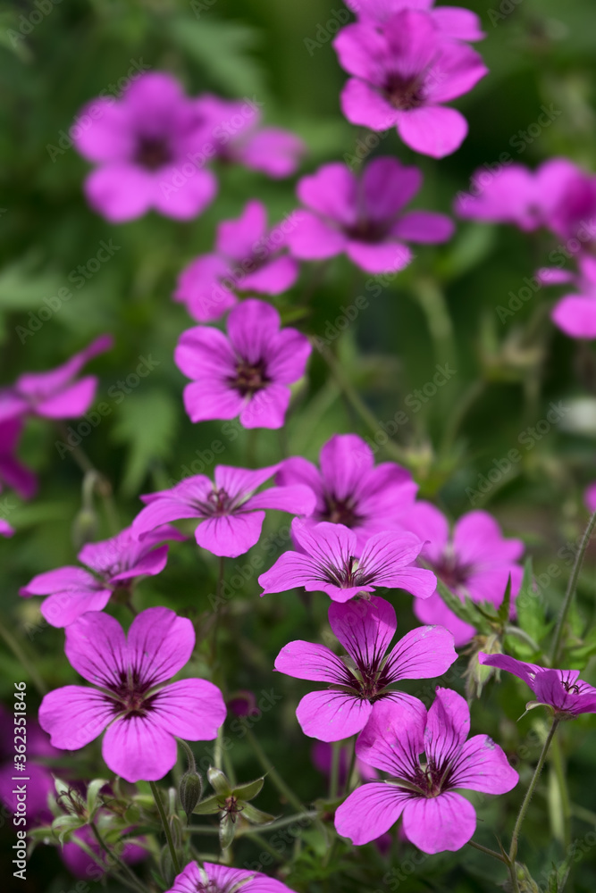 Geranium psilostemon, commonly called Armenian cranesbill, is a species of hardy flowering herbaceous perennial plant in the genus Geranium, Geraniaceae family. Vertical photo Geranium psilostemon, commonly called Armenian cranesbill, is a species of hardy flowering herbaceous perennial plant in the genus Geranium, Geraniaceae family. Vertical photo