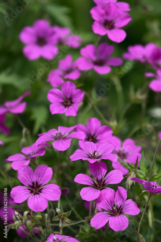 Geranium psilostemon  commonly called Armenian cranesbill  is a species of hardy flowering herbaceous perennial plant in the genus Geranium  Geraniaceae family. Vertical photo