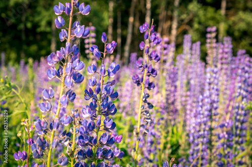 Lupinus  lupin  lupine field with pink purple and blue flowers. Bunch of lupines summer flower background