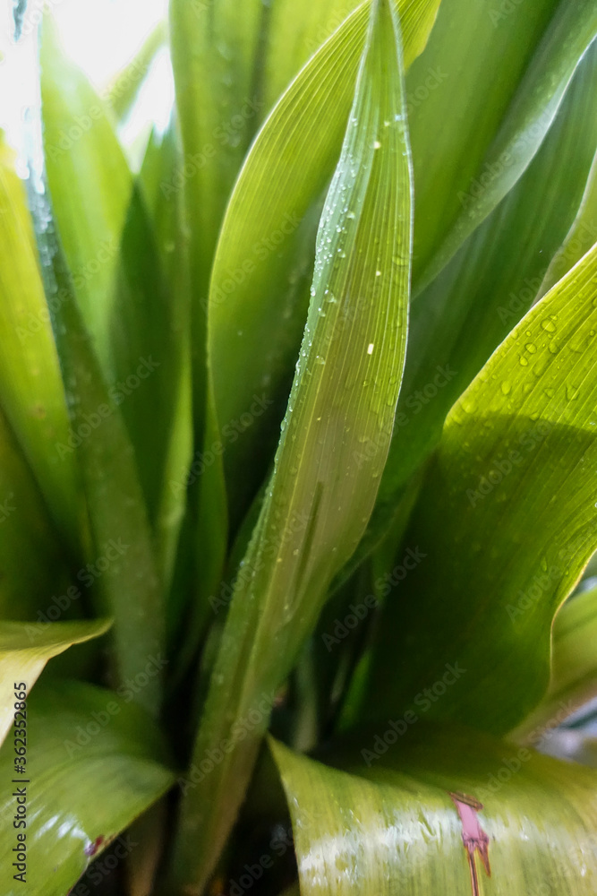 Obraz premium 鮮やかな緑